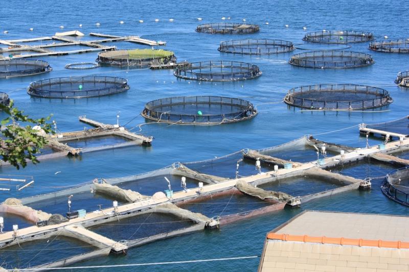 Вертикальные рыбные фермы позволят выращивать 5000 тонн рыбы в год